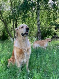 Dogs on grassy field