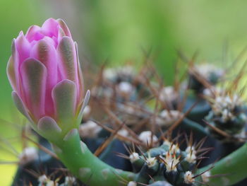 Close-up of pink flowering plant on field