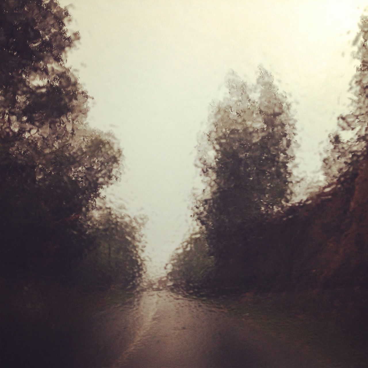 tree, the way forward, road, fog, transportation, weather, wet, street, rain, diminishing perspective, nature, foggy, vanishing point, season, day, tranquility, outdoors, sky, no people