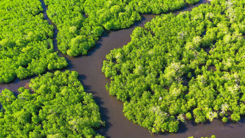 High angle view of plants growing on land