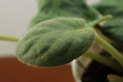 Close-up of green plant