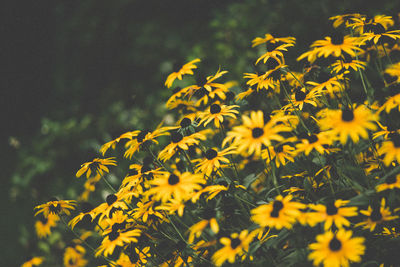 Close-up of sunflower