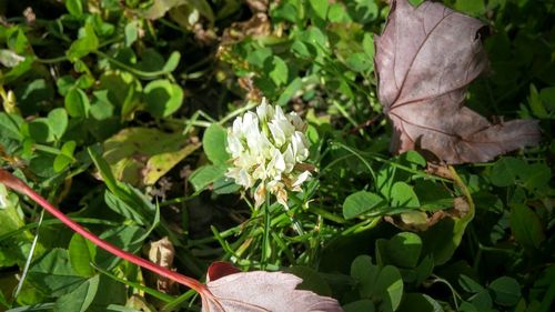 Close-up of plant growing outdoors