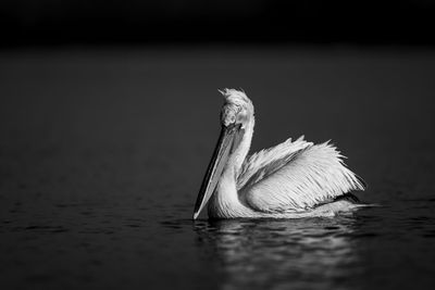 Close-up of pelican