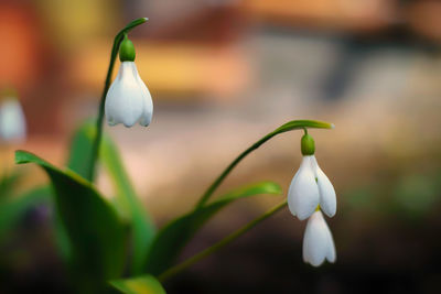 Close-up of flower blooming outdoors