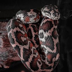 Close-up of animal on table