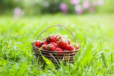 Close-up of strawberries in basket