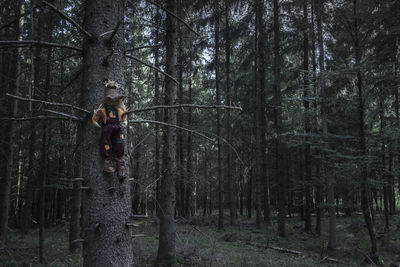 Stuffed toy on tree in forest