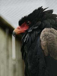 Close-up of a bird