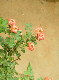 Close-up of flowers