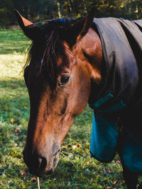 Horse standing in ranch