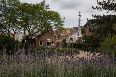 Plants growing on field by buildings against sky