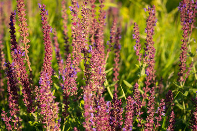 Blooming garden sage common sage, culinary sage, salvia officinalis. 