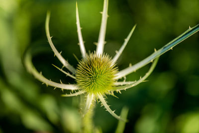 Close-up of dandelion on plant