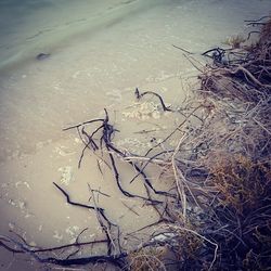 Trees in water