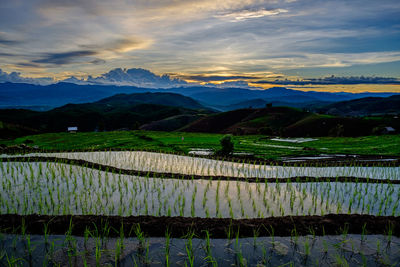 Scenic view of agricultural field against sky