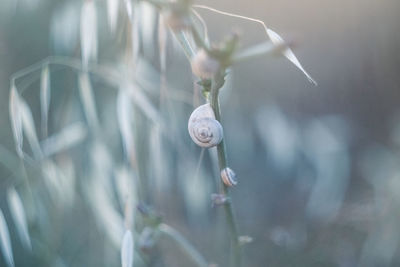 Close-up of snail on plant