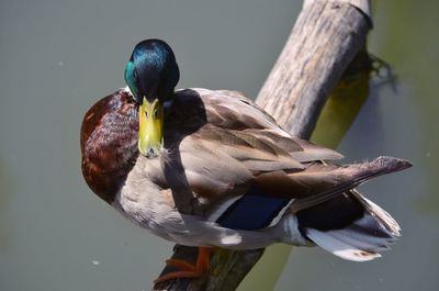 Close-up of bird perching on a lake