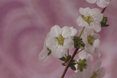 Close-up of pink flowers on branch