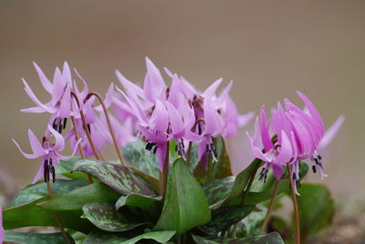 Close-up of pink flowering plant