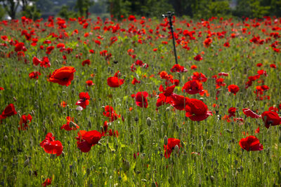 Close-up of red poppy flowers on field