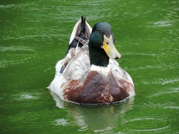 Close-up of swan swimming in lake