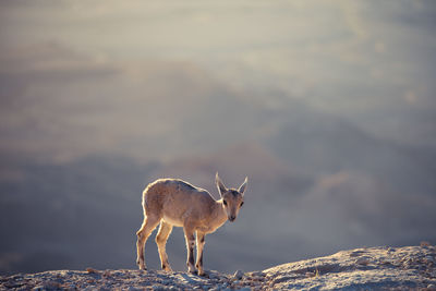 Deer standing on rock