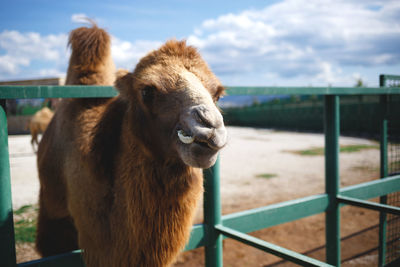 Close-up portrait of a horse