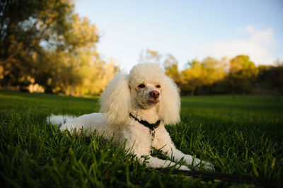 Dog relaxing on grassland