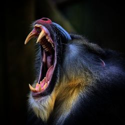 Close-up of an animal head