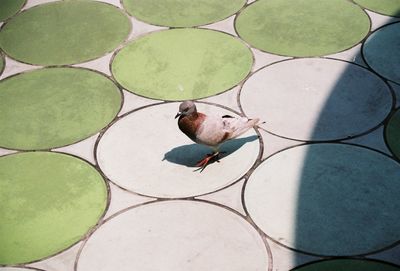 High angle view of bird on floor