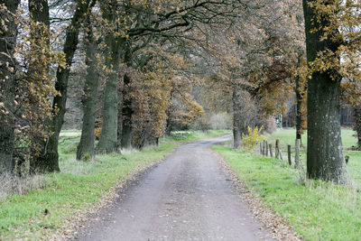 Road amidst trees in forest