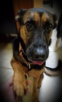 Close-up portrait of dog