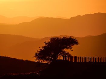 Silhouette tree on landscape against sky at sunset