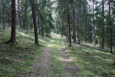 Trees growing in forest