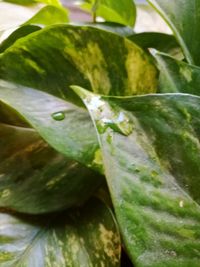 Close-up of insect on plant