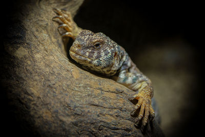 Close-up of lizard on rock