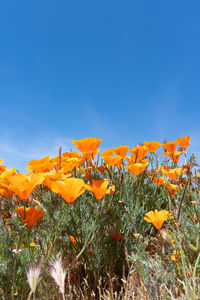 Close-up of yellow flowering plants on field against clear blue sky