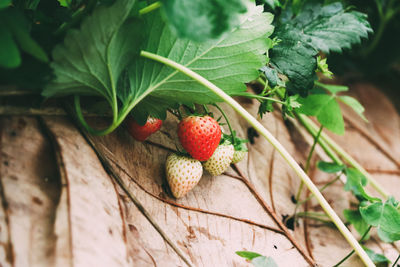 Close-up of strawberry growing on plant