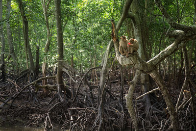 Monkey on tree in forest