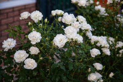 Close-up of white flowering plants