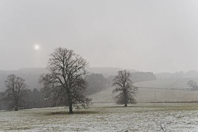 Bare trees on field against clear sky during winter