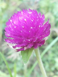 Close-up of pink flowers