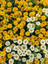 Close-up of white daisy flowers