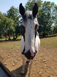 Portrait of horse in ranch