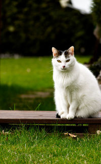 Cat sitting on a field