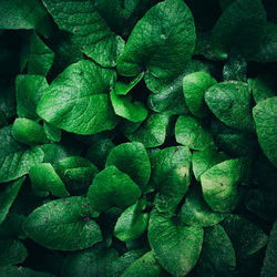 Full frame shot of fresh green leaves