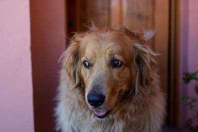 Portrait of dog