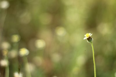 Close-up of flower against blurred background