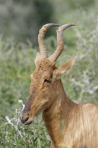 Close-up of deer on field